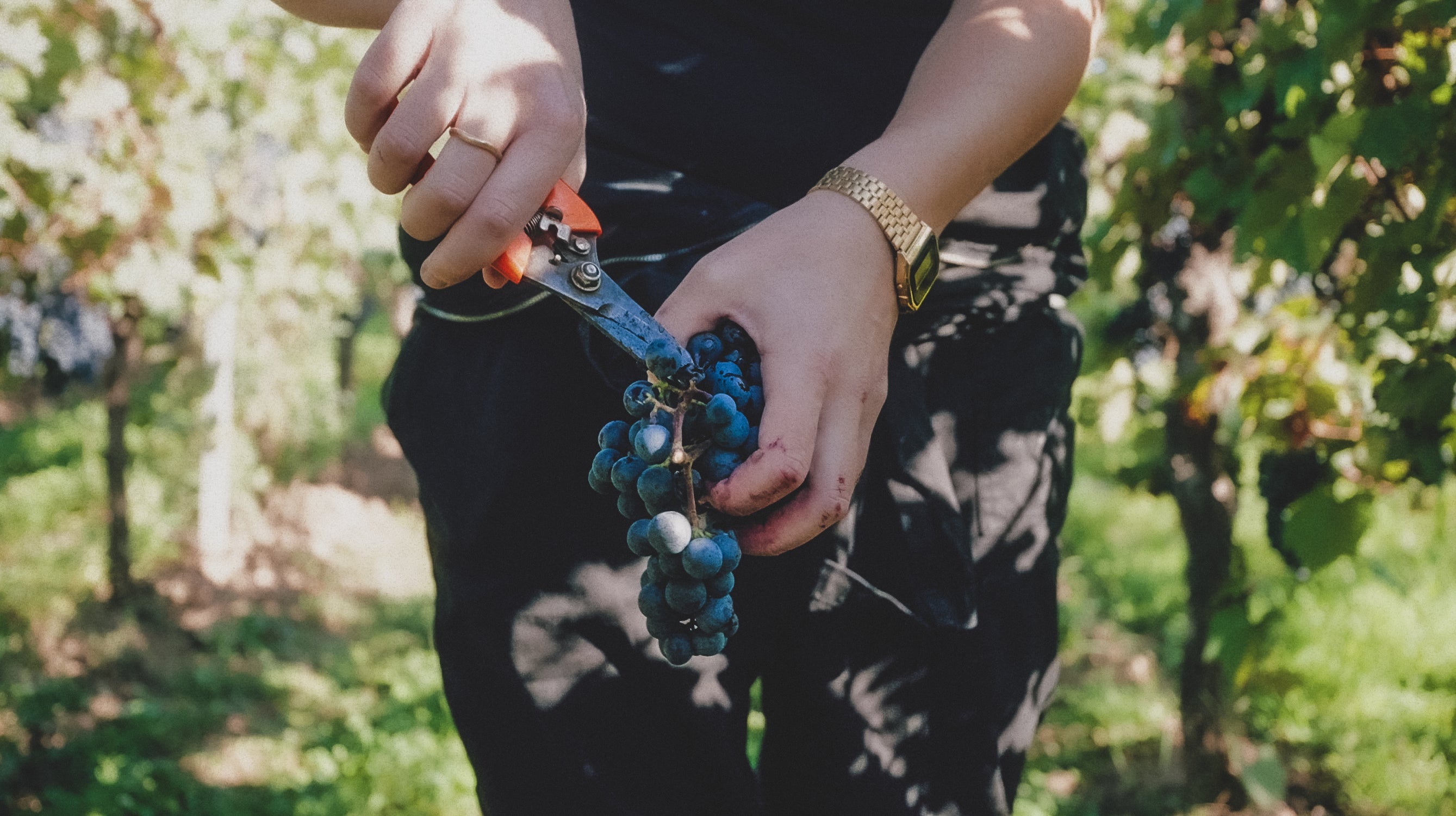 Handlese von Rotweintrauben