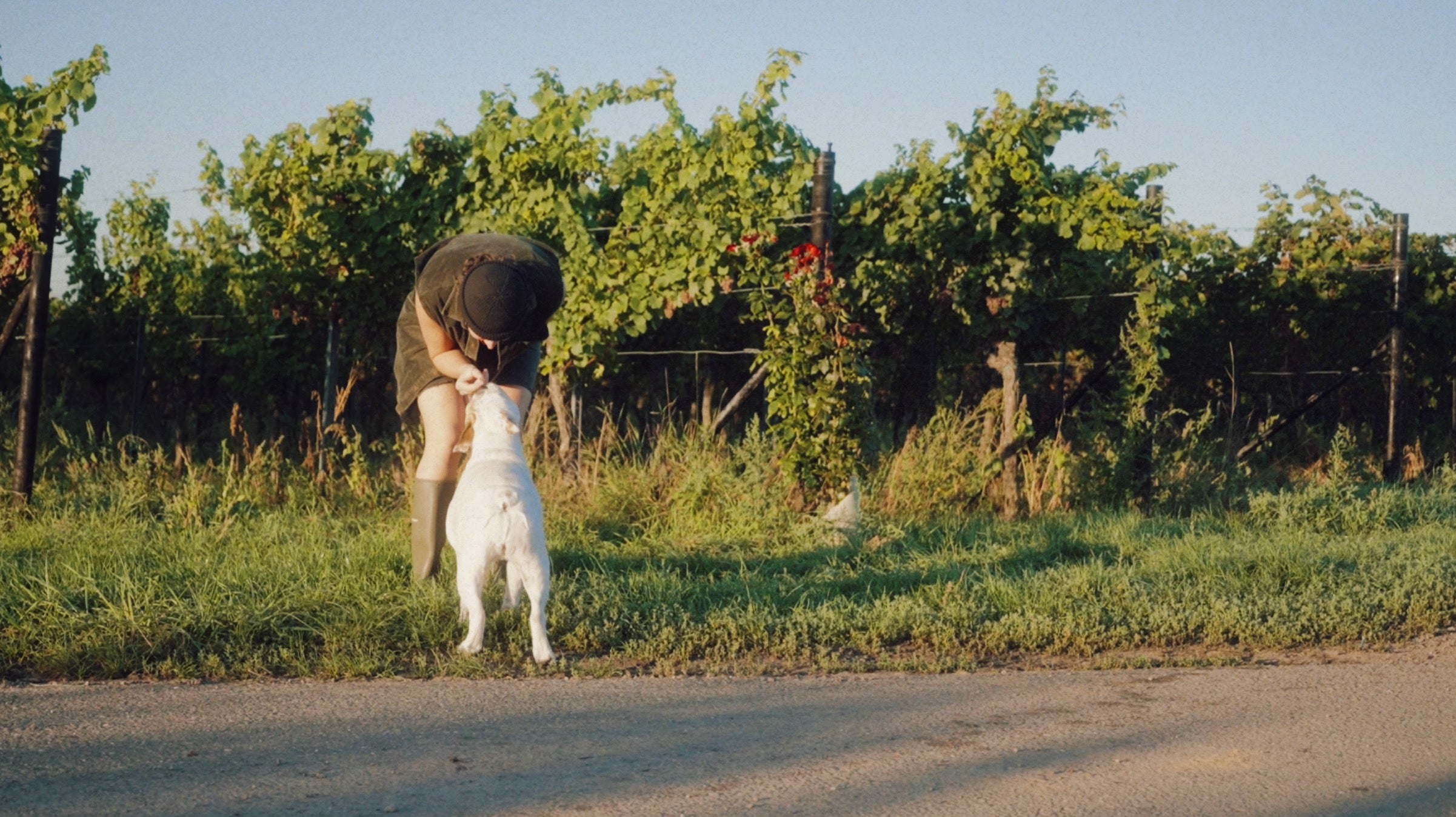 Person mit Hund in den Weinbergen